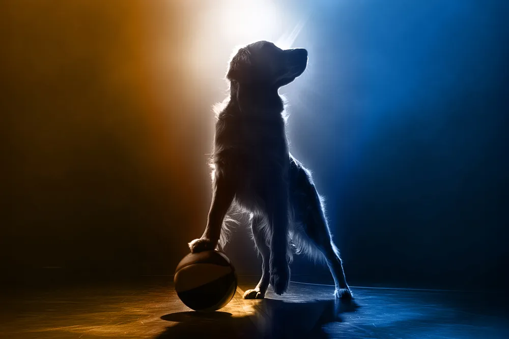 "Air Bud" is Back on the Court: Get Ready for a Wholesome Rebound