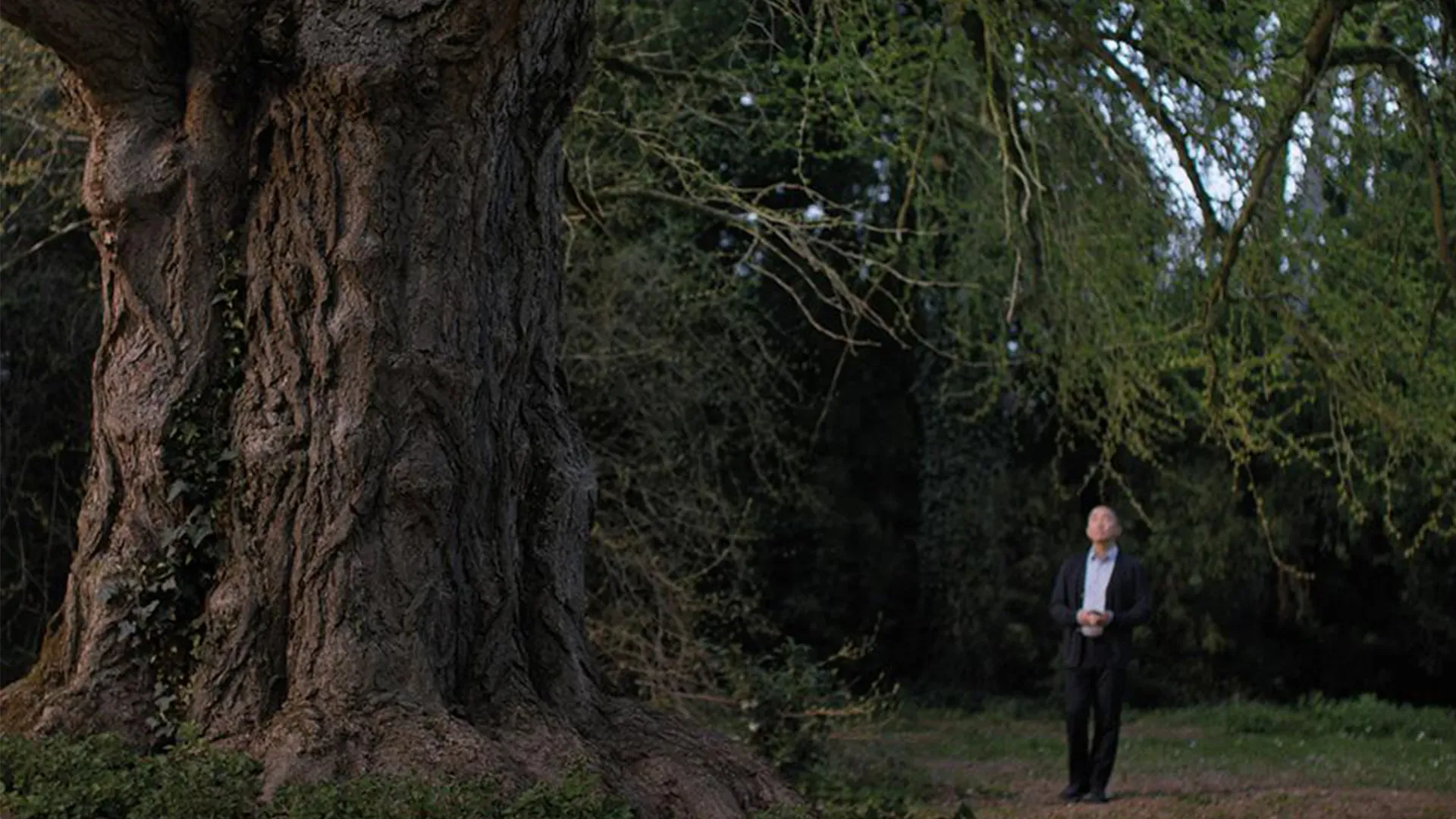 "Silent Friend": When One Remarkable Tree Steals the Show