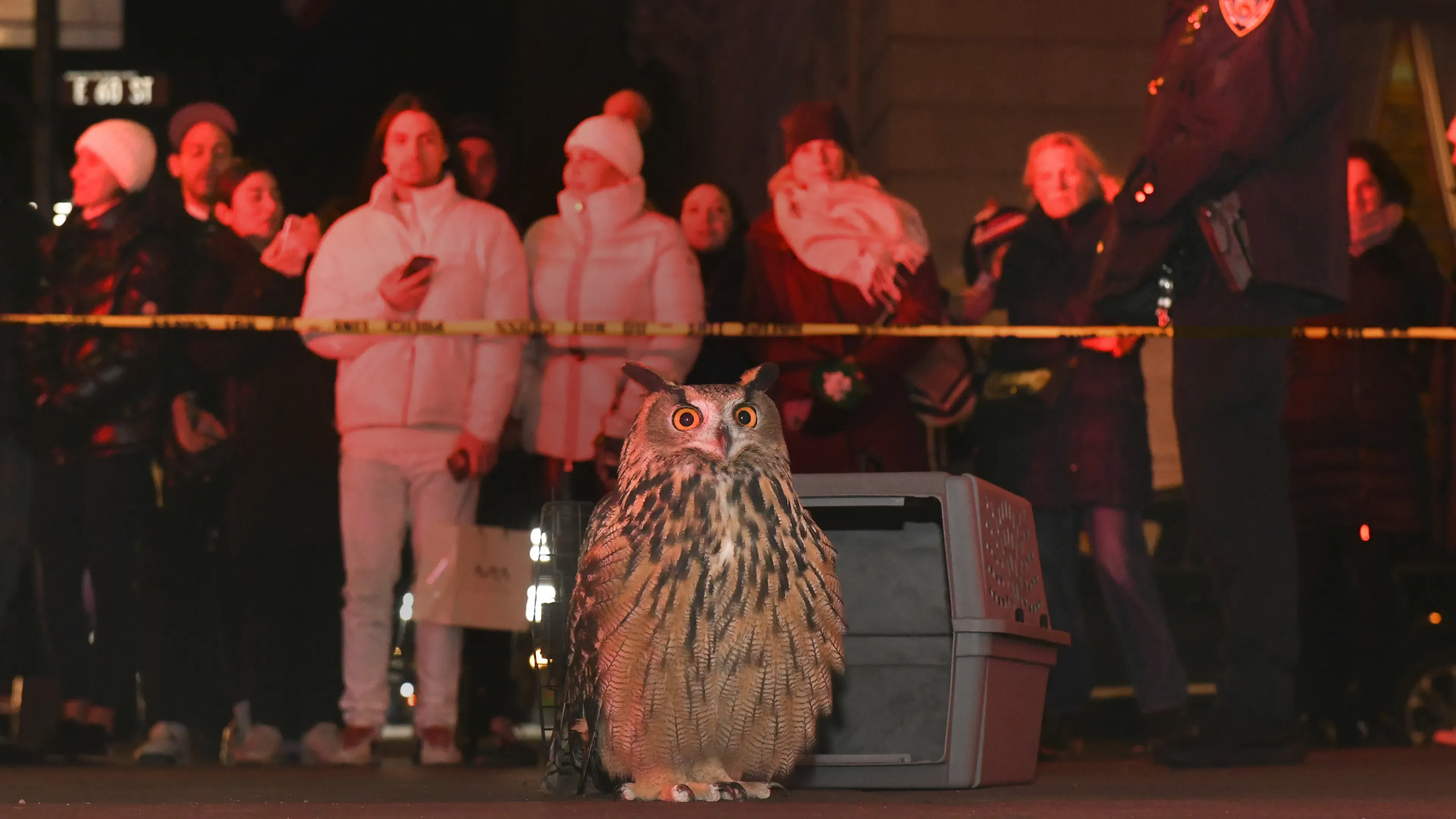 Get Ready to Soar with "Wild Inside" - The Feather-Ruffling Documentary About Central Park's Famous Owl
