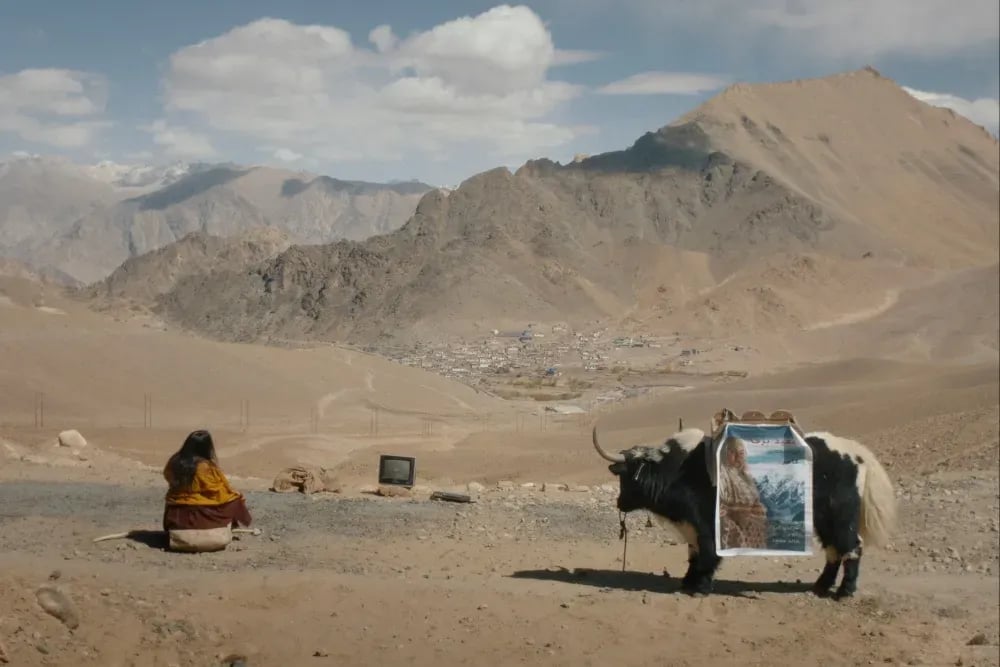 Hitching a Yak to Cinema: The Snowy Journey of 'White Snow'